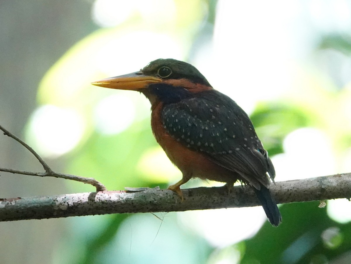 Rufous-collared Kingfisher - ML642579278