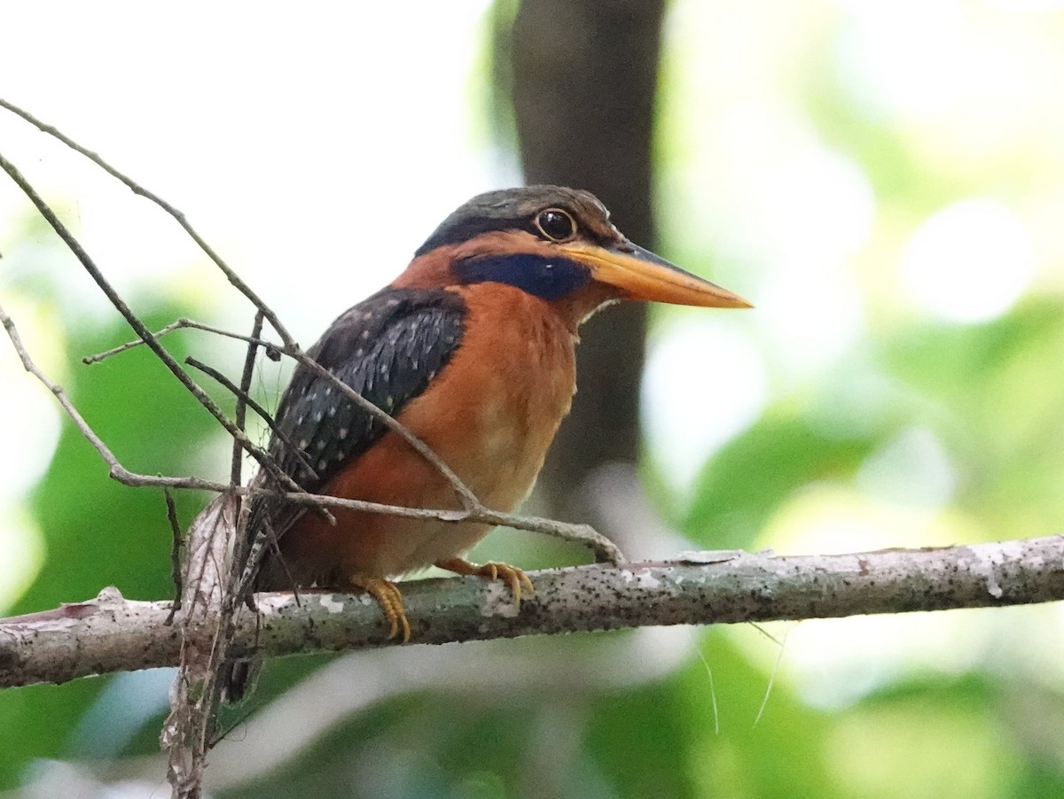 Rufous-collared Kingfisher - ML642579279