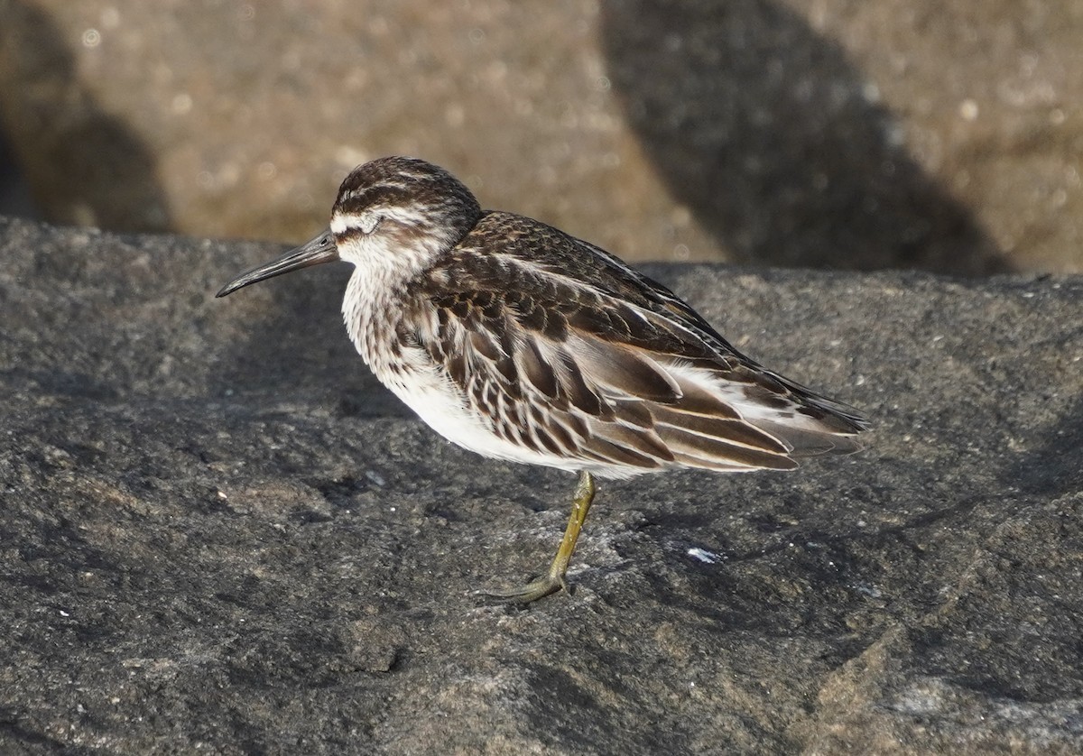 Broad-billed Sandpiper - ML642579280