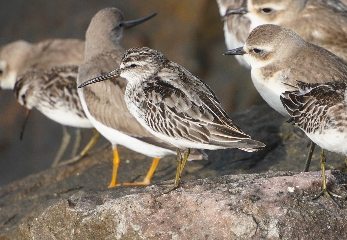 Broad-billed Sandpiper - ML642579282