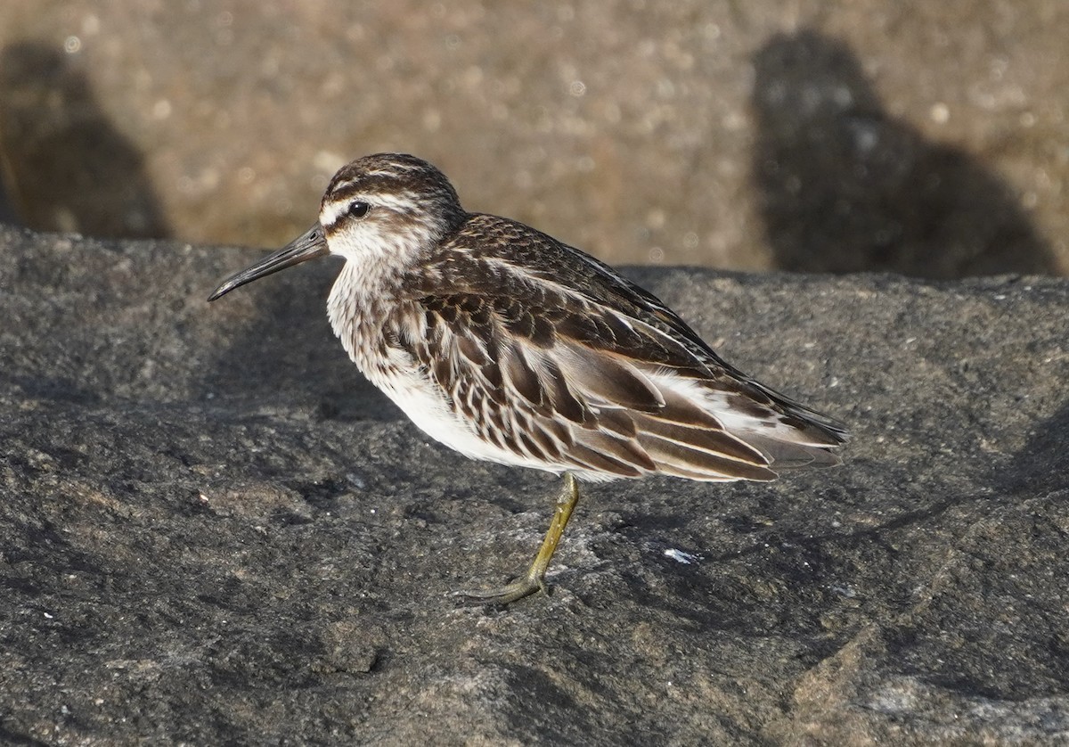 Broad-billed Sandpiper - ML642579283
