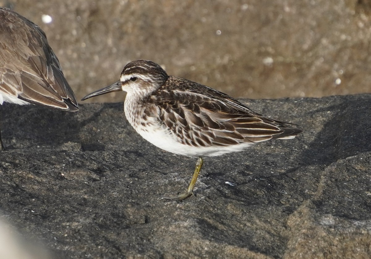 Broad-billed Sandpiper - ML642579284