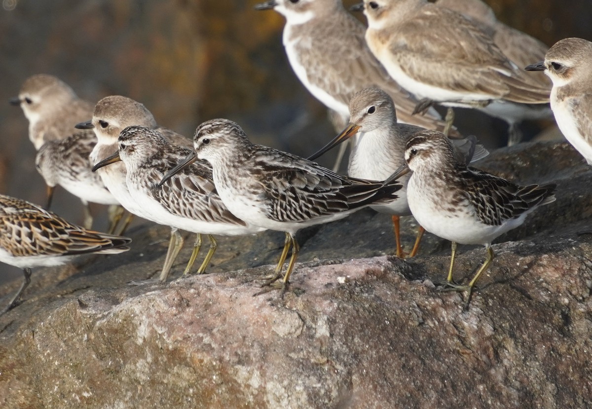 Broad-billed Sandpiper - ML642579285