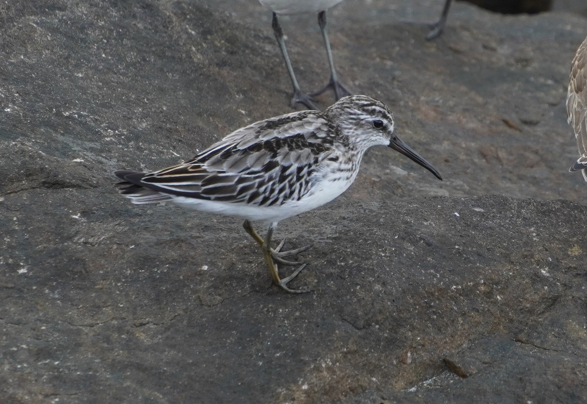 Broad-billed Sandpiper - ML642579286