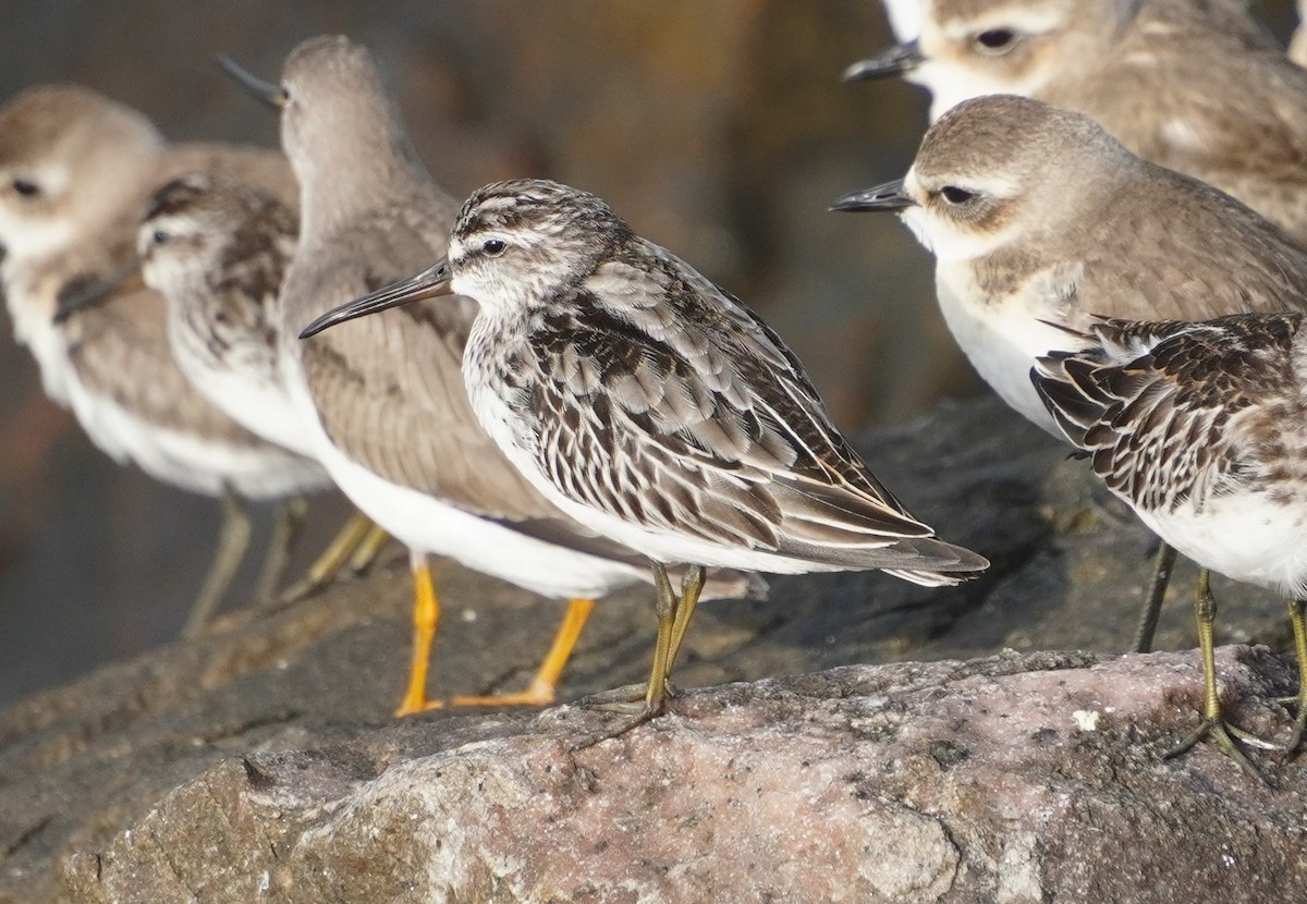Broad-billed Sandpiper - ML642579287