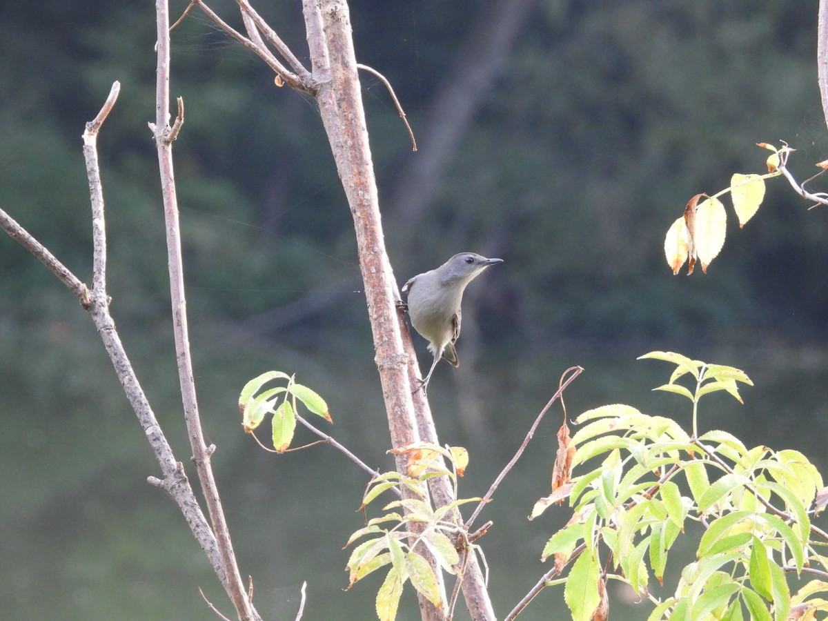 Gray Catbird - ML642579307