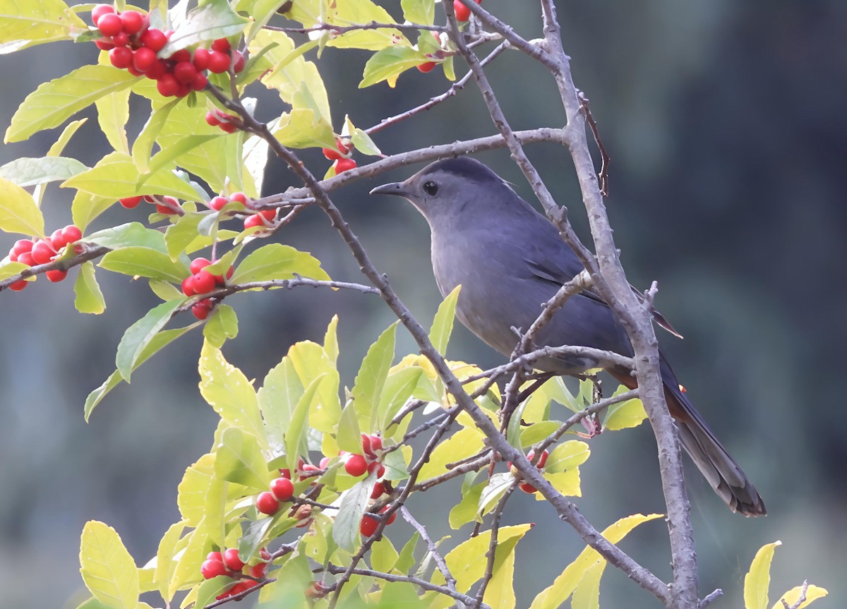 Gray Catbird - ML642579308