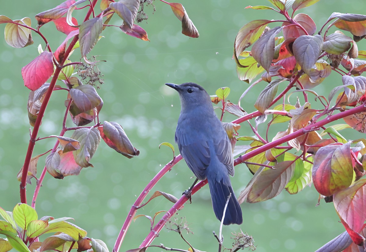 Gray Catbird - ML642579309