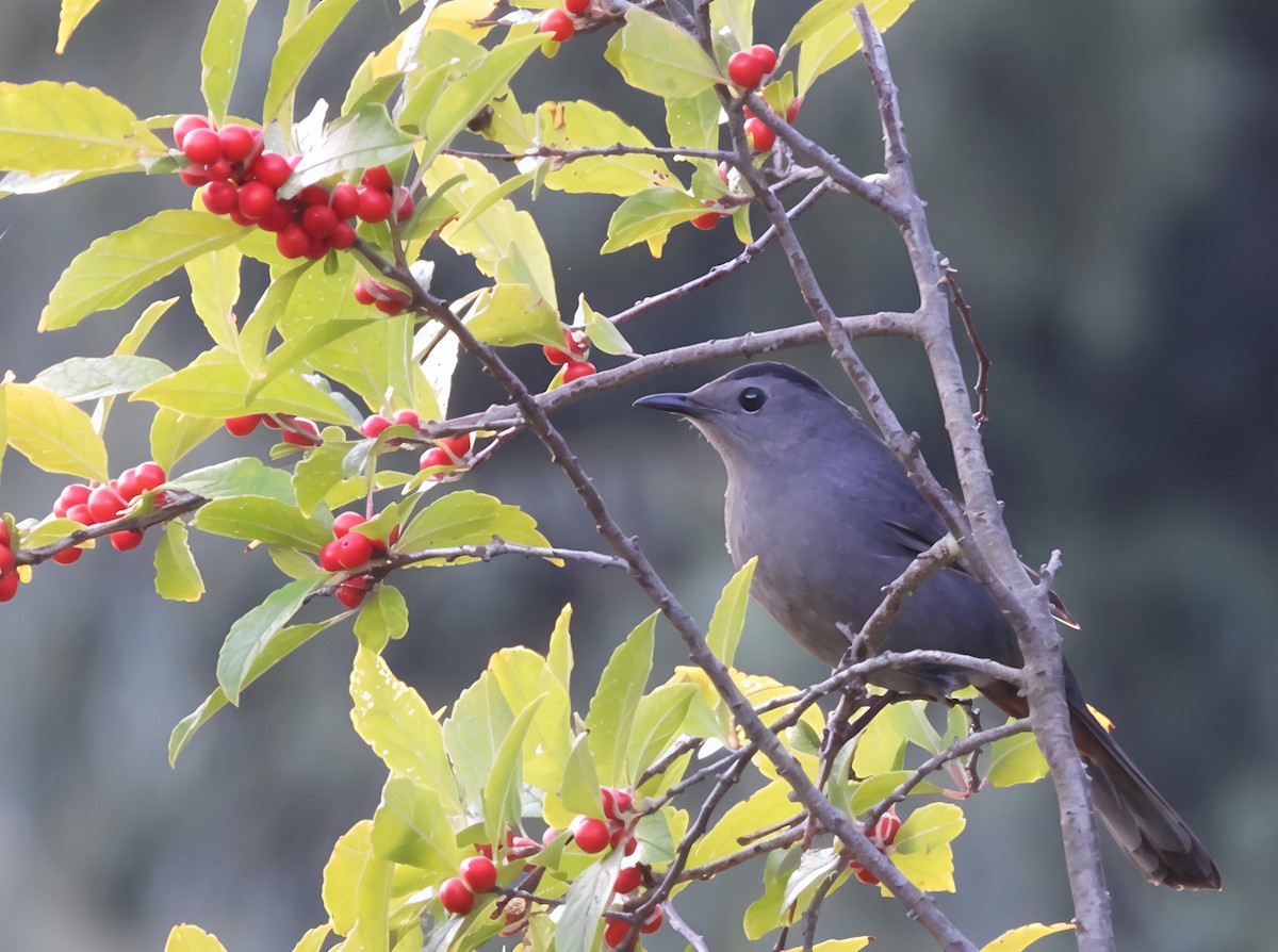 Gray Catbird - ML642579310