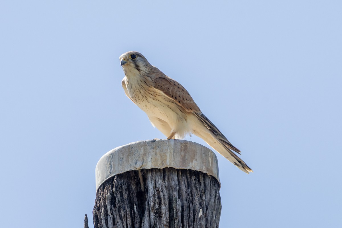 Nankeen Kestrel - ML642579319