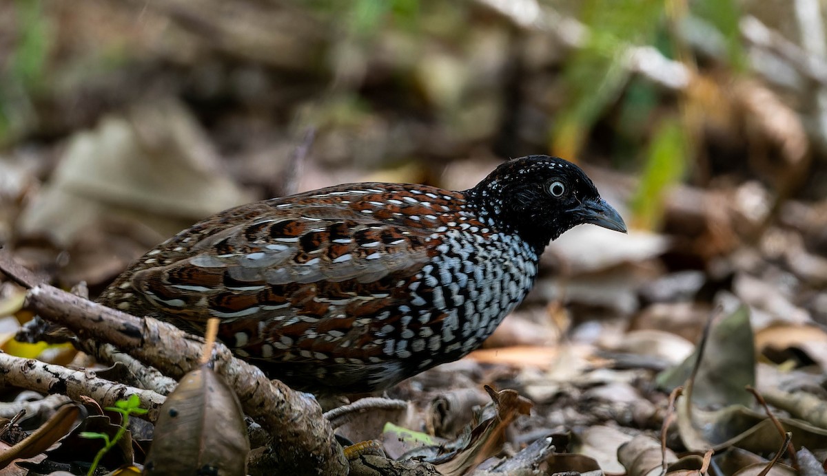 Black-breasted Buttonquail - ML642579357