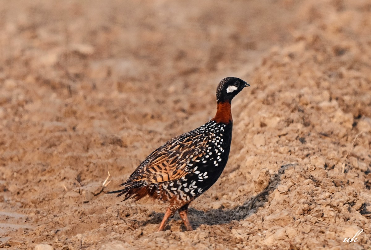 Black Francolin - ML642579378