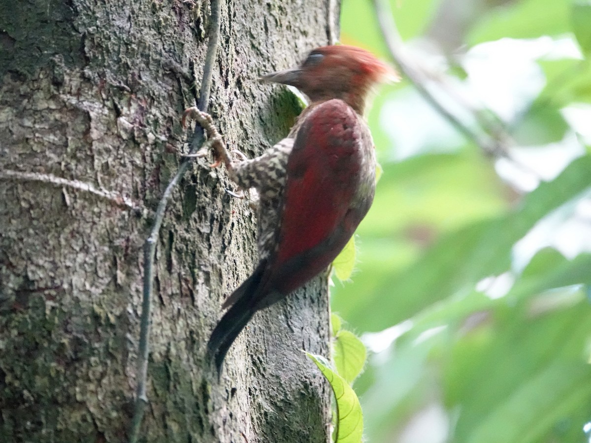 Banded Woodpecker - ML642579382