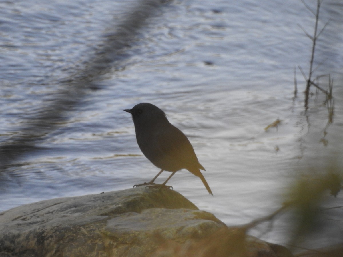 Plumbeous Redstart - ML642579394