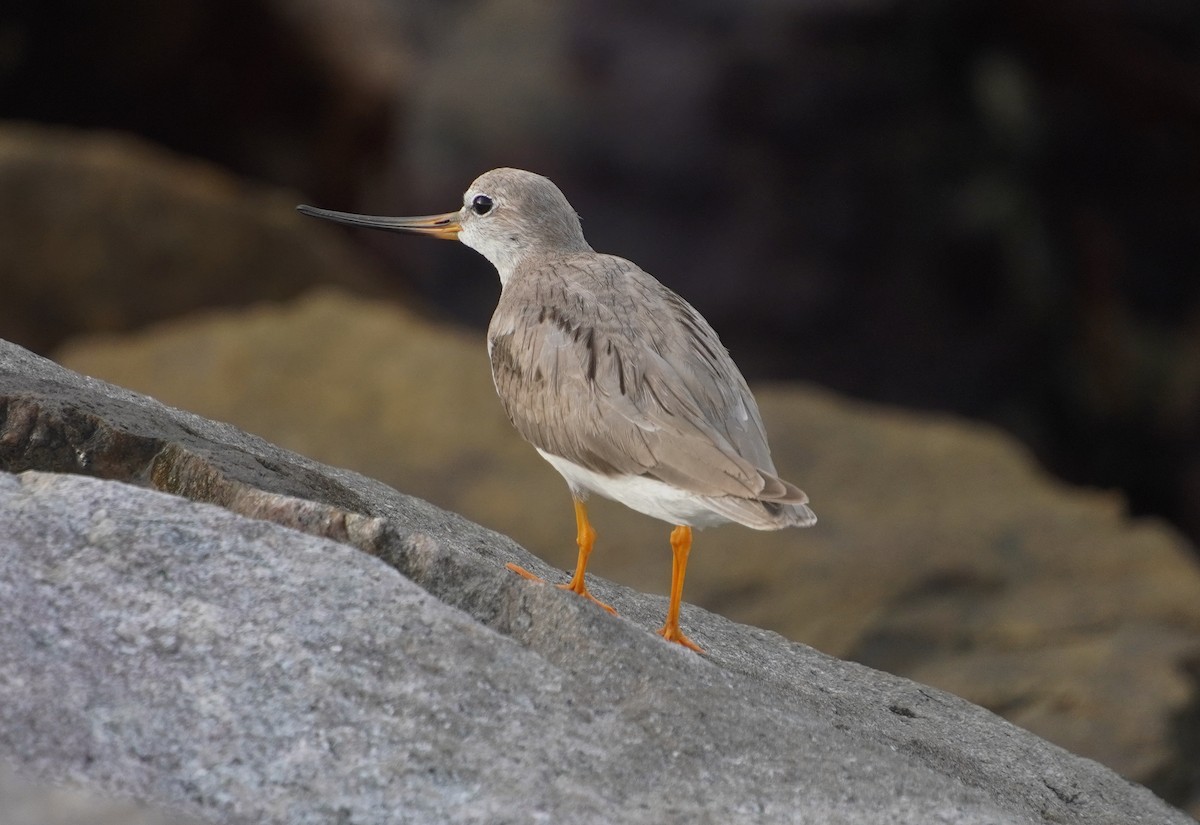 Terek Sandpiper - ML642579398