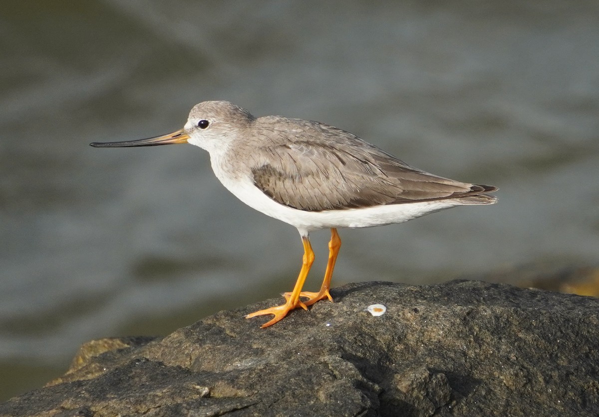Terek Sandpiper - ML642579399