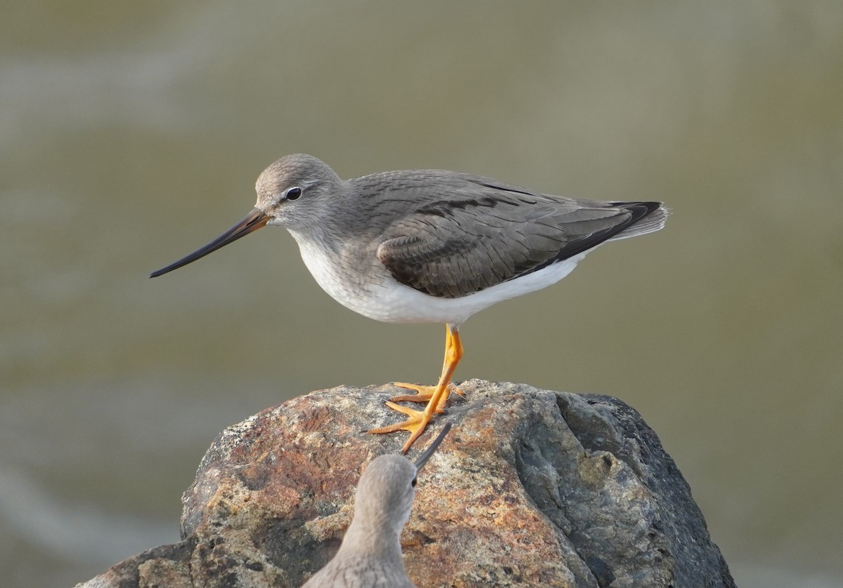 Terek Sandpiper - ML642579400