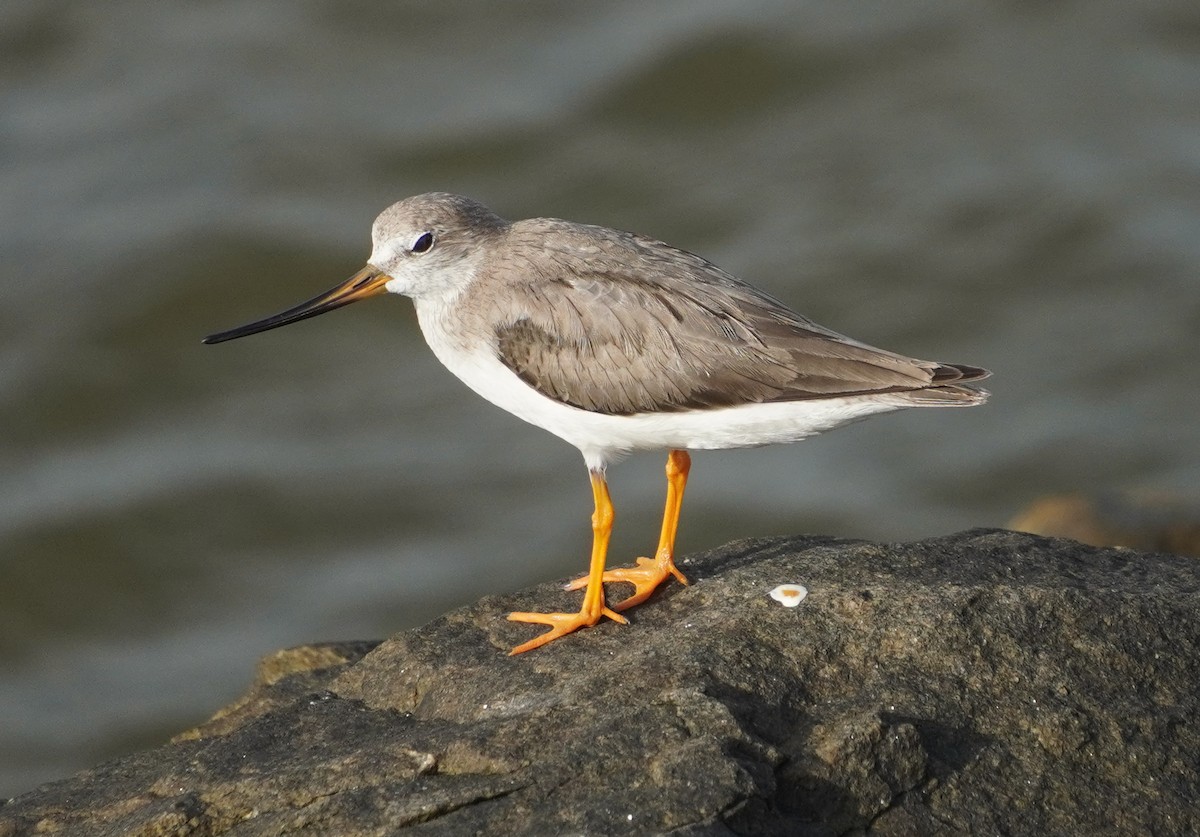 Terek Sandpiper - ML642579401