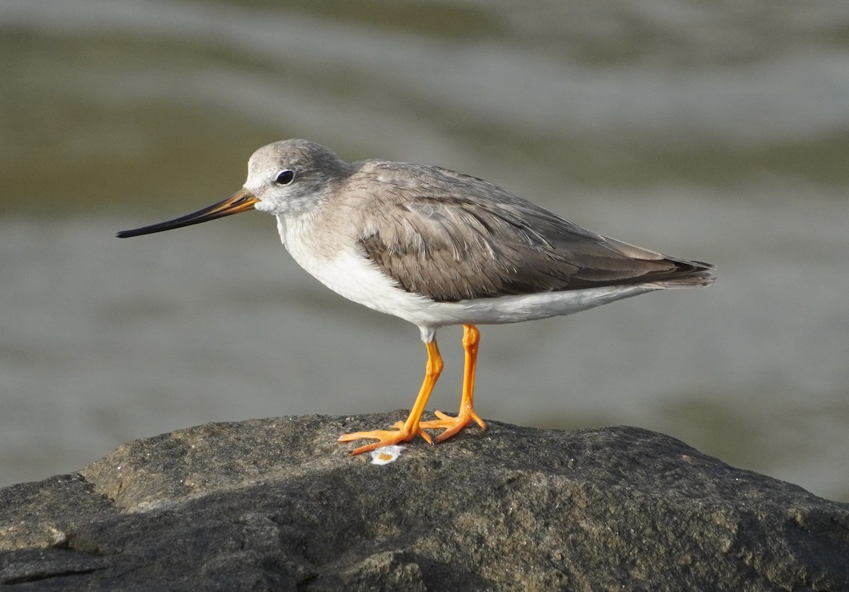 Terek Sandpiper - ML642579402