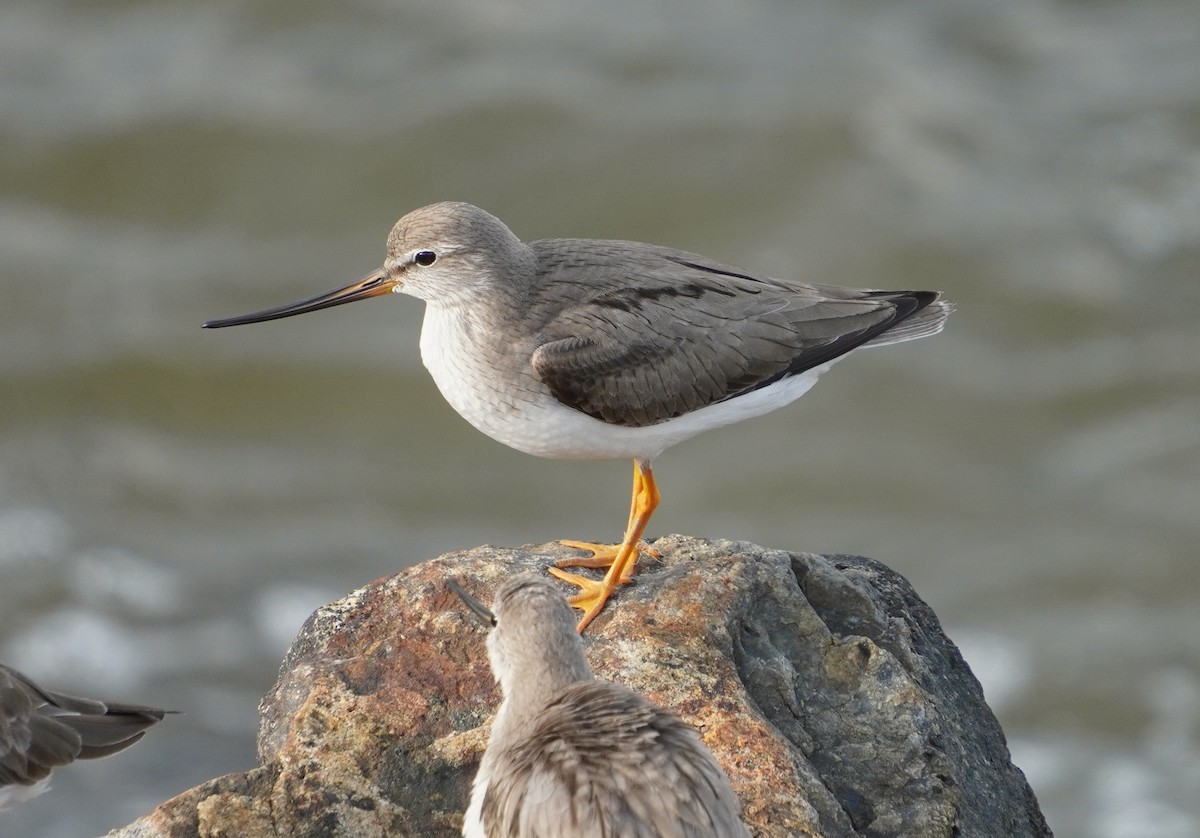 Terek Sandpiper - ML642579403