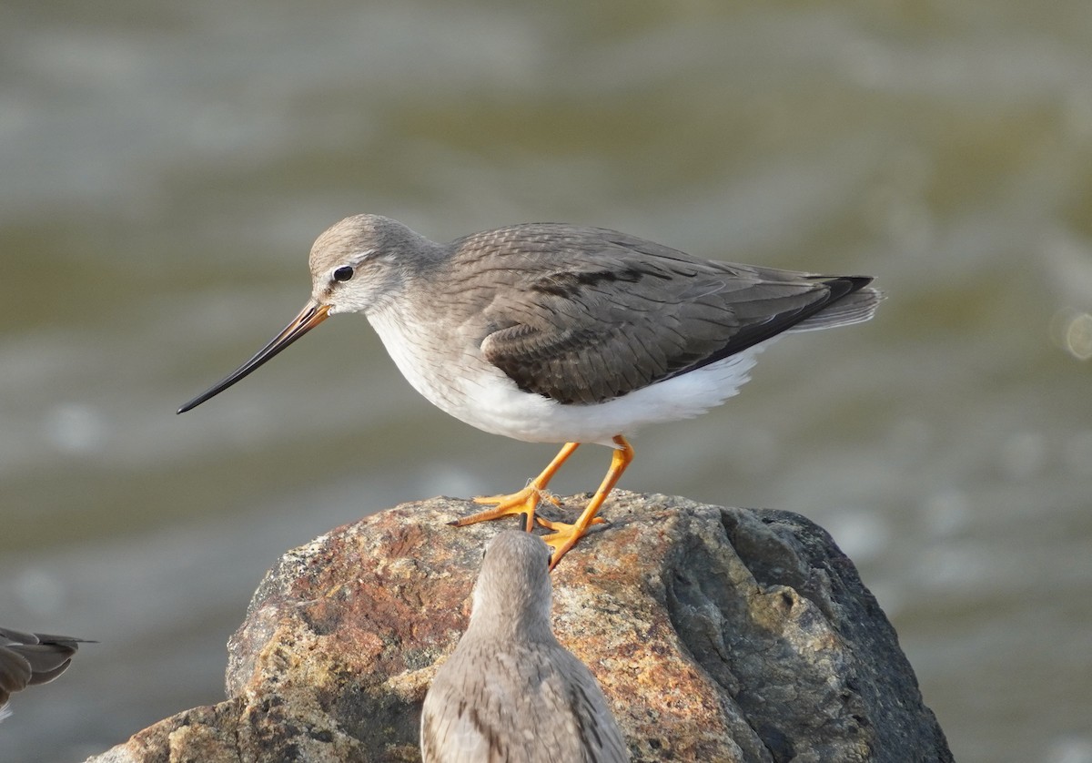 Terek Sandpiper - ML642579404