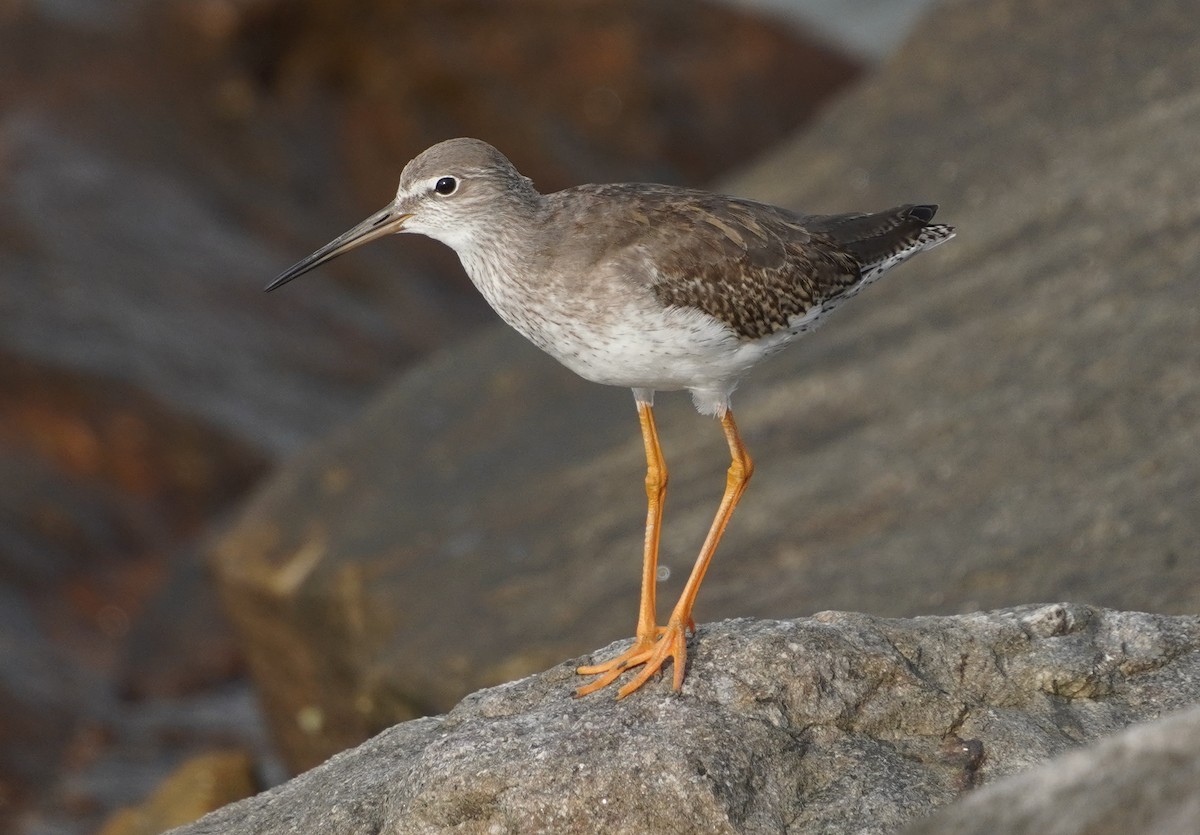 Common Redshank - ML642579420