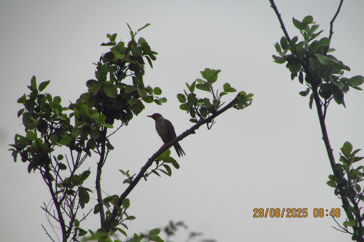 Indian Blackbird - ML642579489