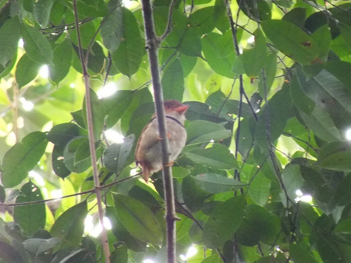 Collared Puffbird - ML642579490