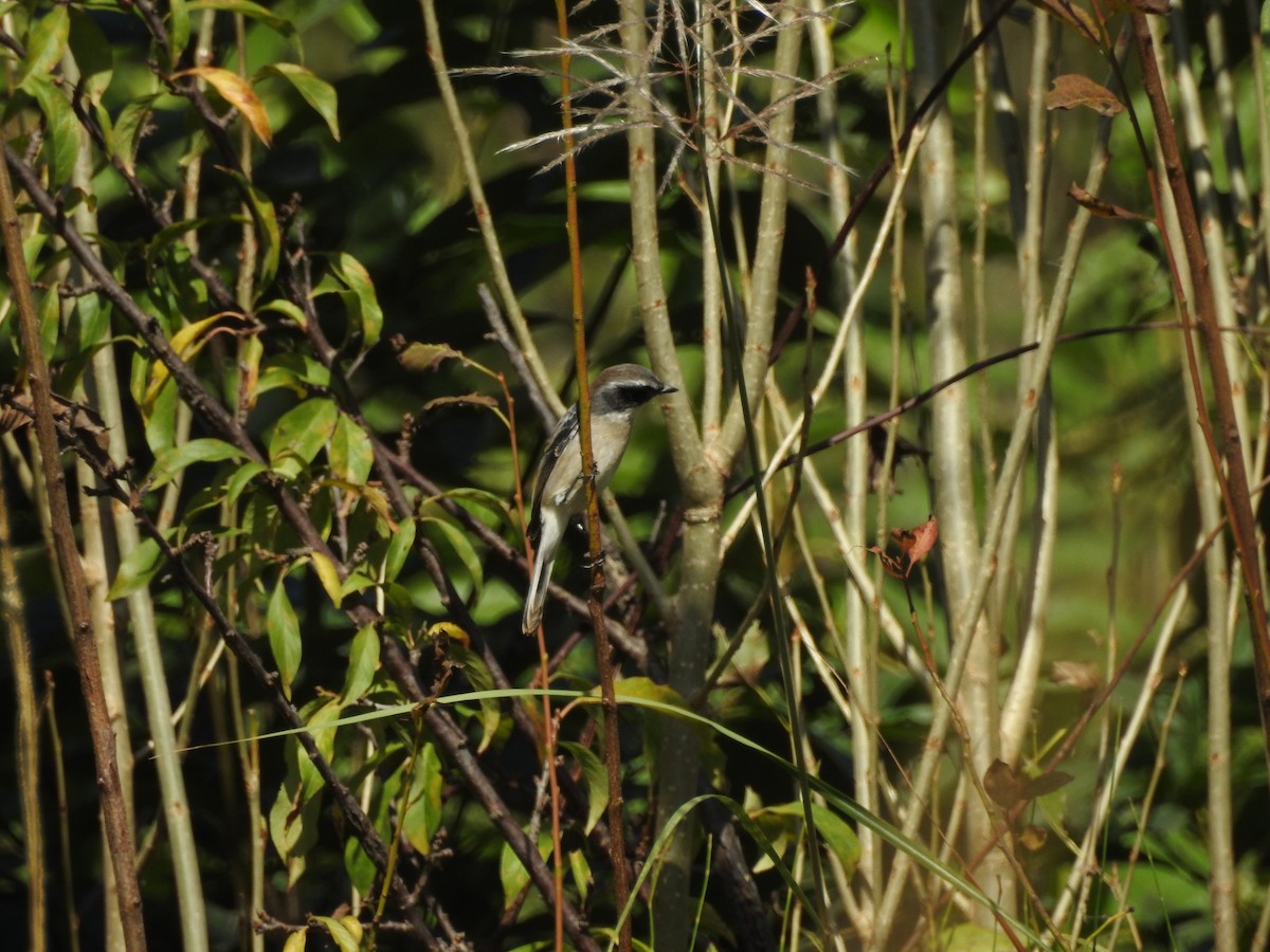 Gray Bushchat - ML642579503