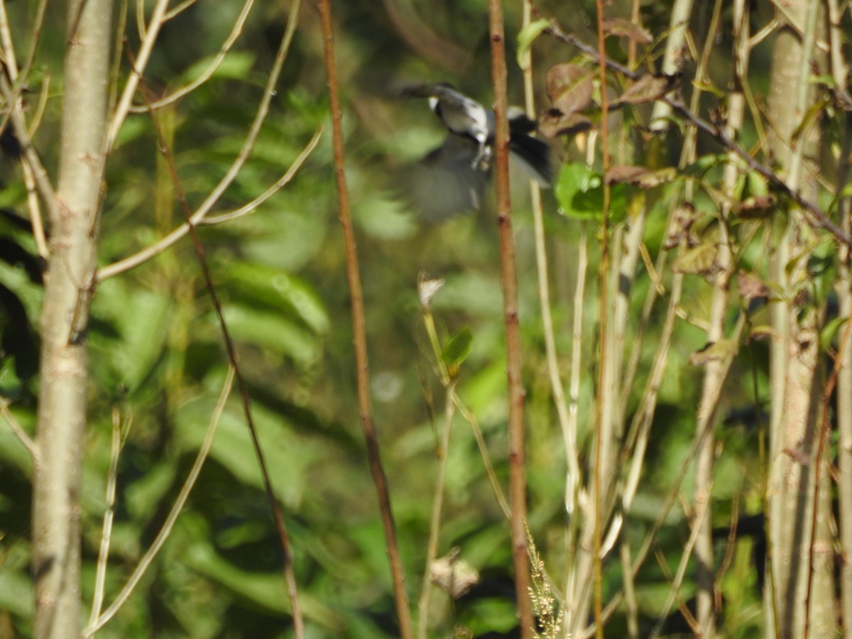 Asian Tit (Cinereous) - ML642579505