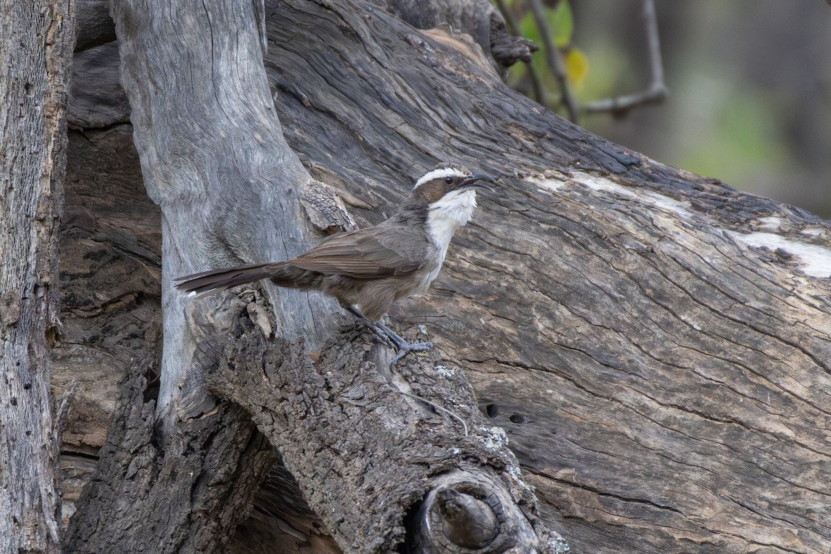 White-browed Babbler - ML642579523