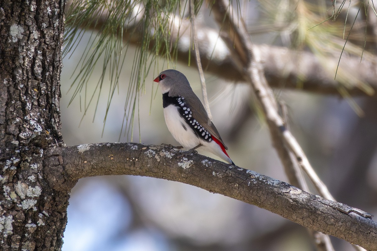 Diamond Firetail - ML642579552