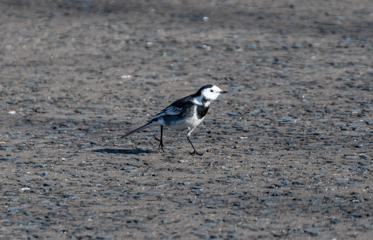 White Wagtail (British) - ML642579558