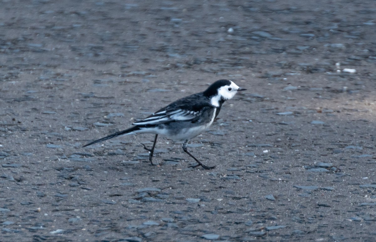White Wagtail (British) - ML642579567