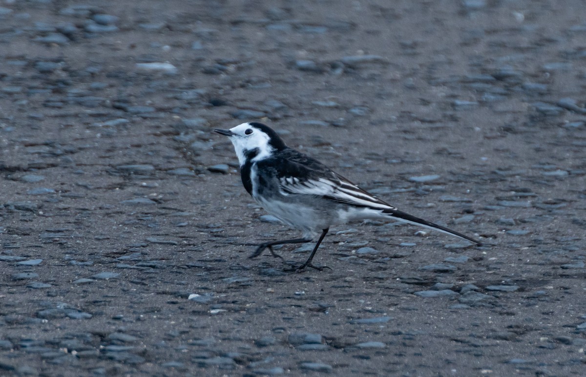 White Wagtail (British) - ML642579569