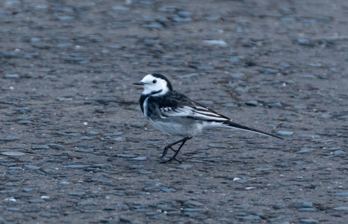 White Wagtail (British) - ML642579570