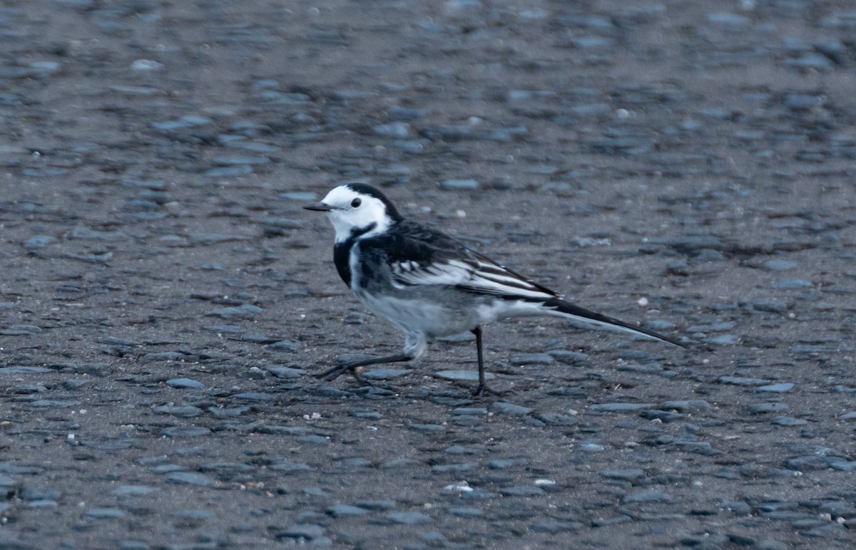 White Wagtail (British) - ML642579571