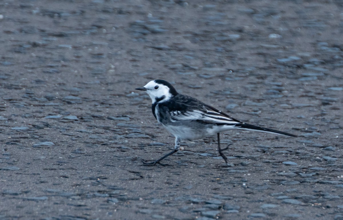 White Wagtail (British) - ML642579572