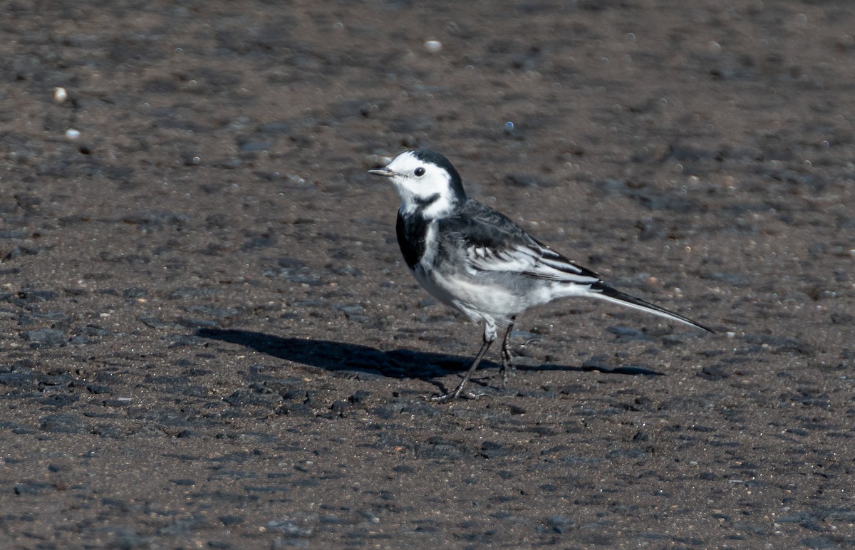 White Wagtail (British) - ML642579573