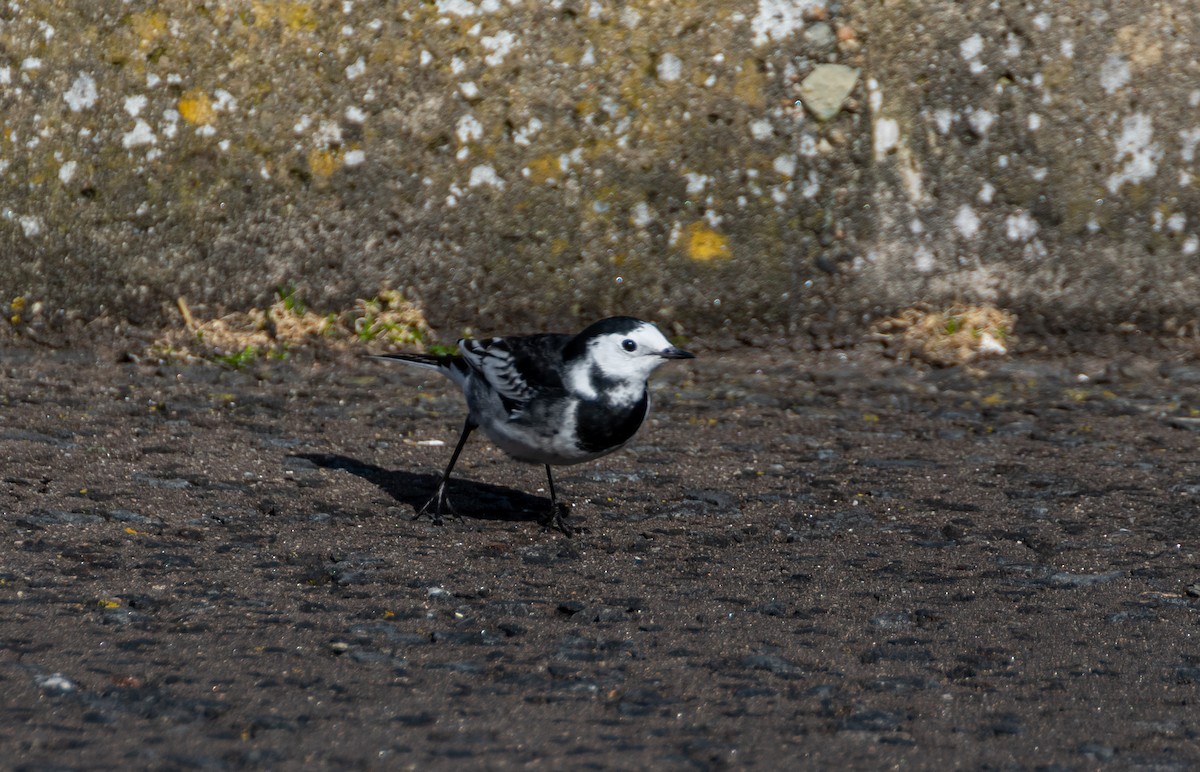 White Wagtail (British) - ML642579574