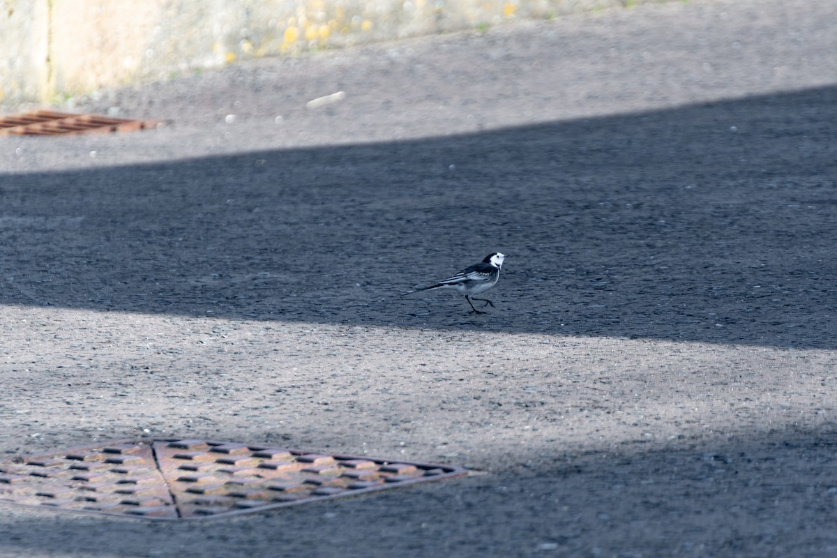 White Wagtail (British) - ML642579576