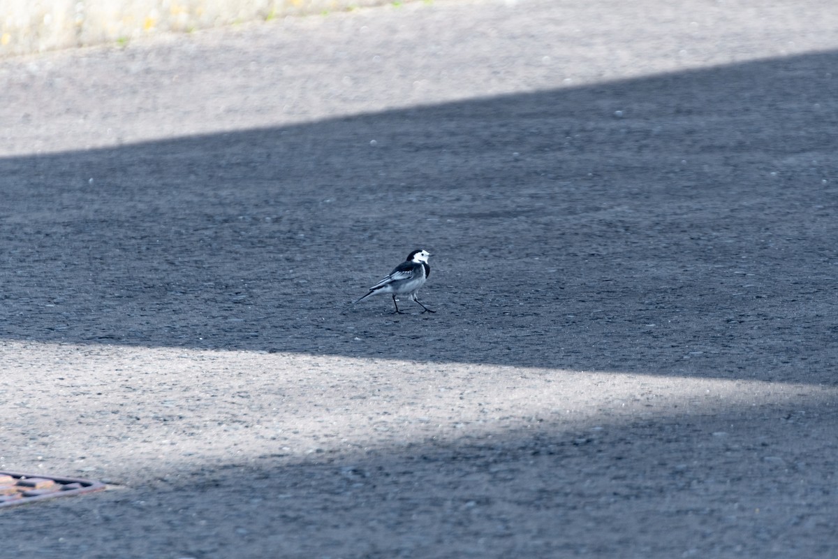 White Wagtail (British) - ML642579577