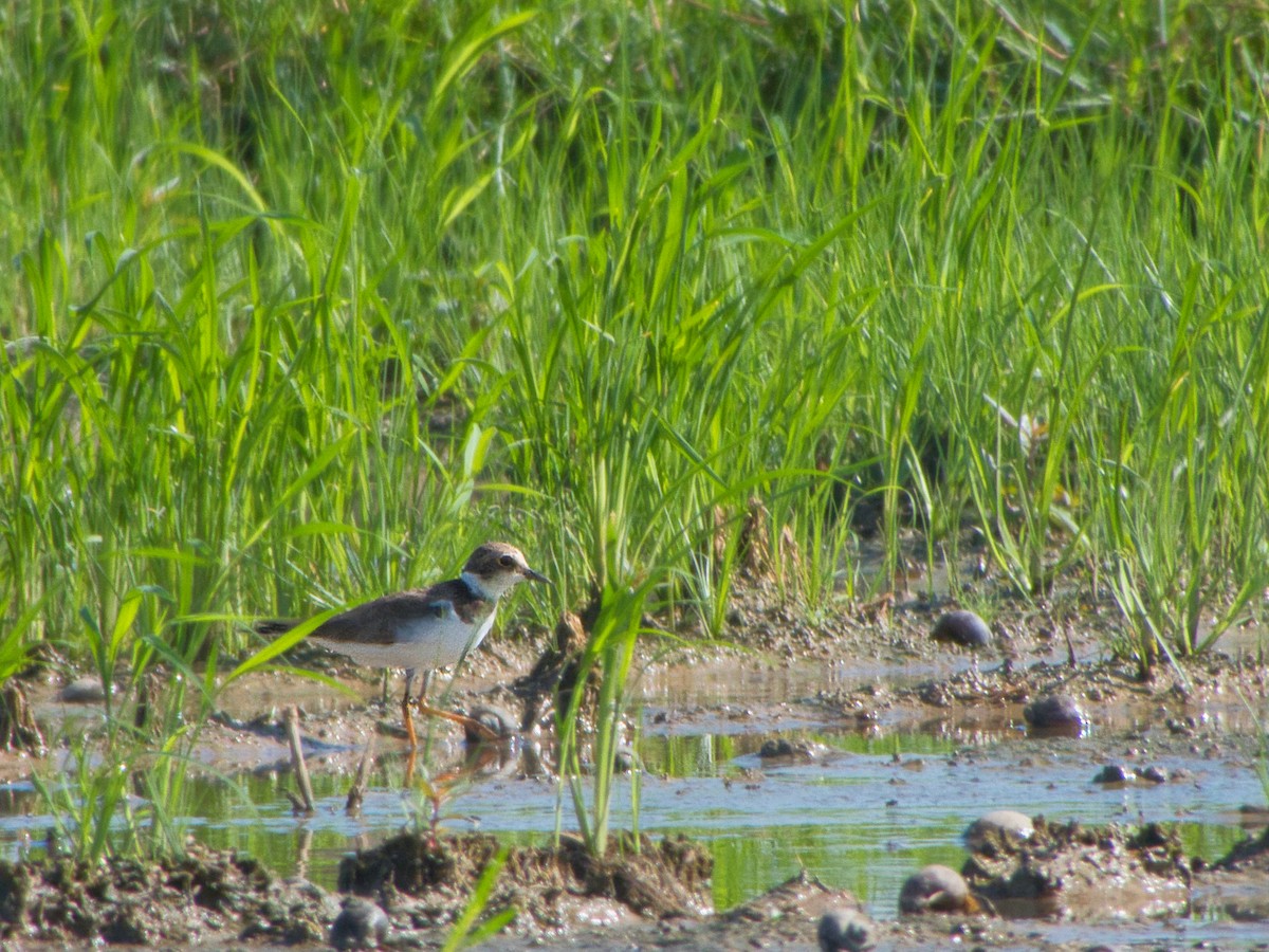 Long-billed Plover - ML642579611