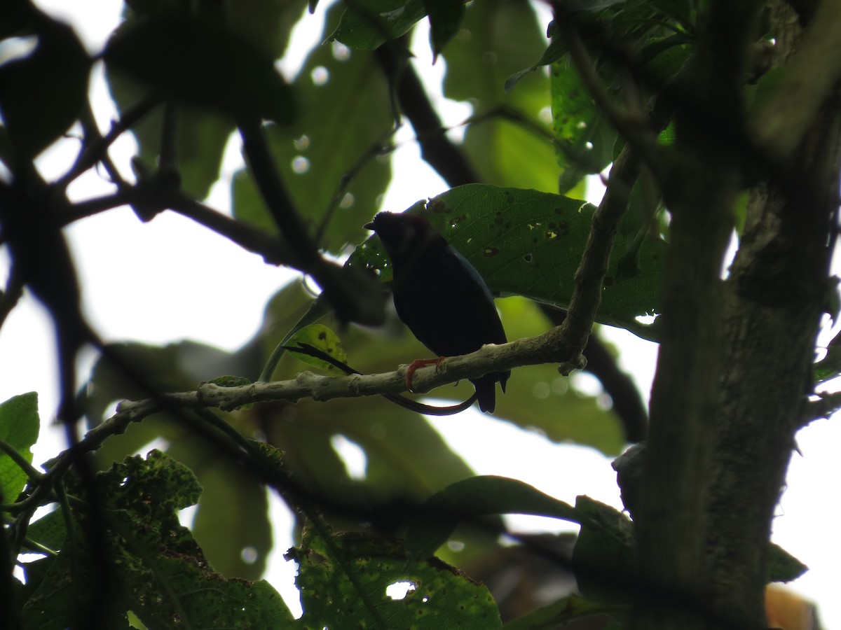 Long-tailed Manakin - ML642579615