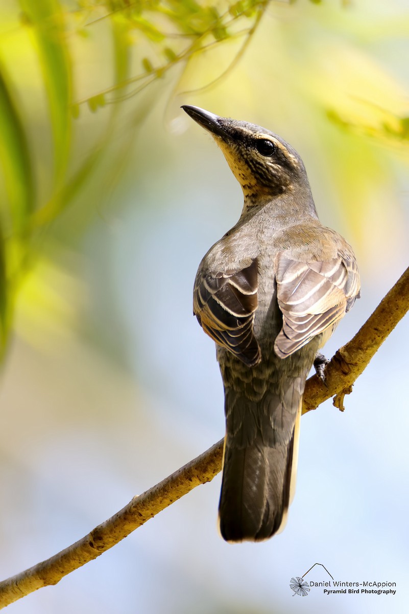 Sahul Cicadabird - ML642579619