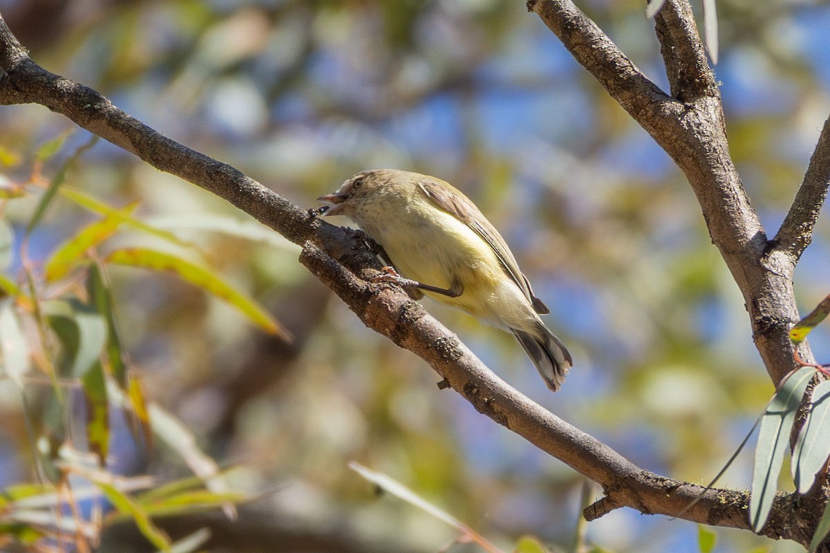 Weebill - ML642579631