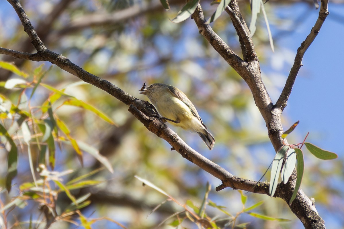 Weebill - ML642579632