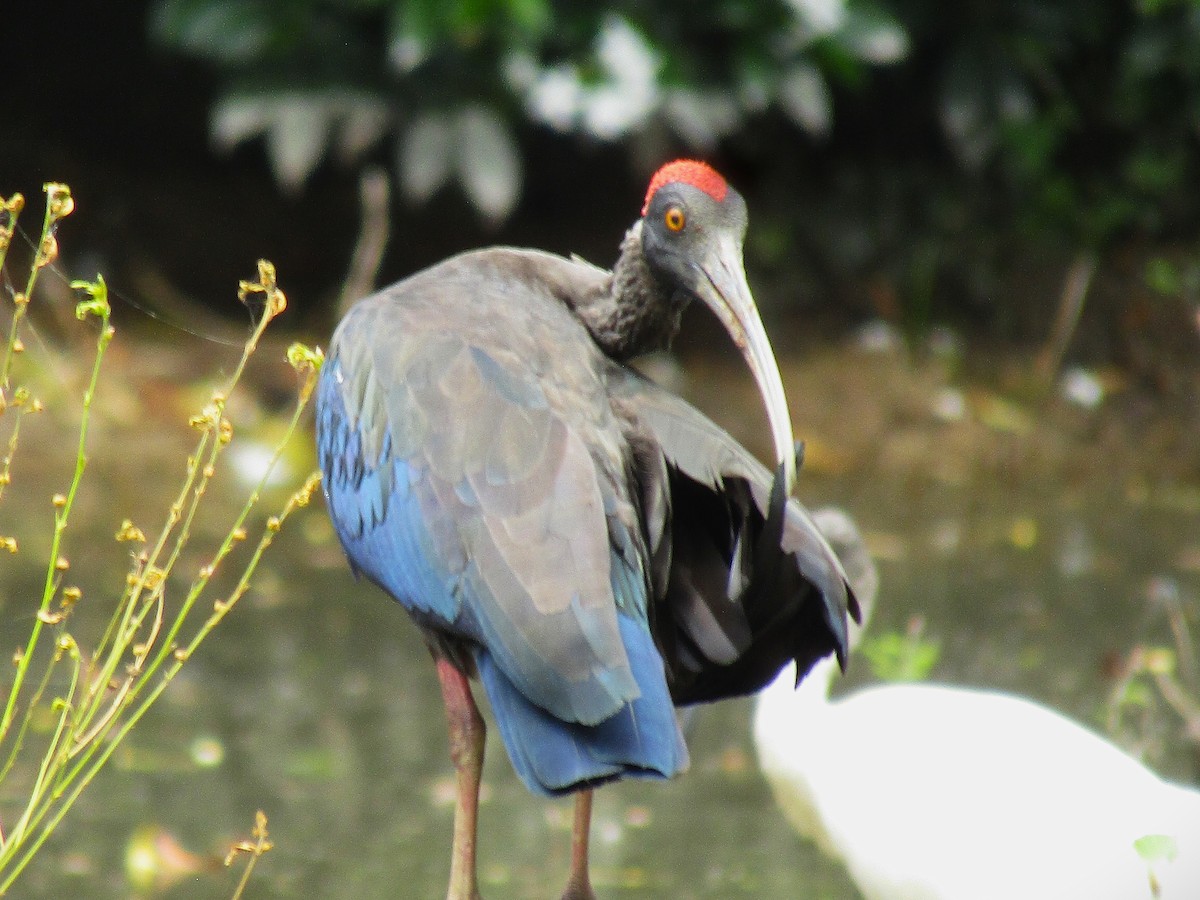 Red-naped Ibis - ML642579635