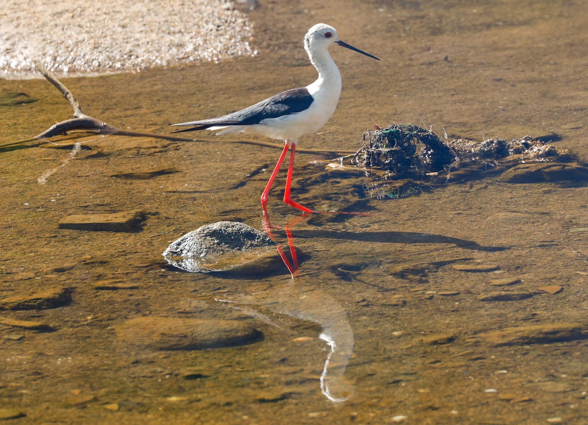 Эгэл хилэн жигүүр - ML642579638