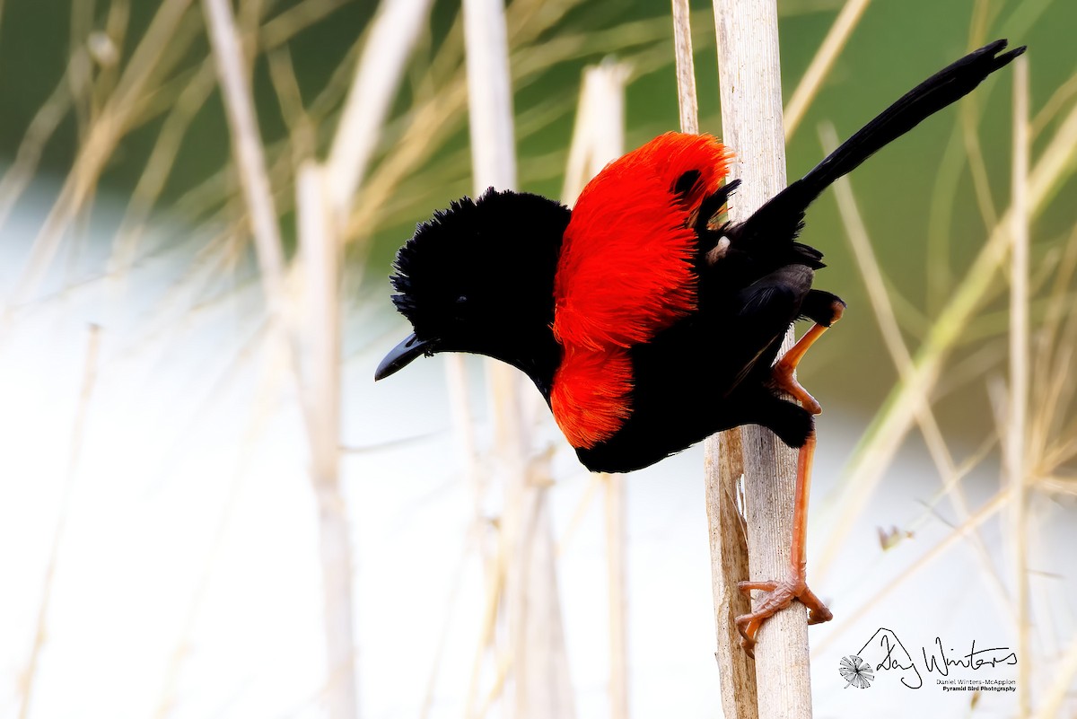Red-backed Fairywren - ML642579650